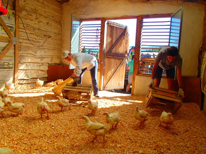 The image shows two people inside a chicken coop. One person is bending over and appears to be working on something, while the other is standing and holding a wooden structure. Several chickens are scattered around the coop, which is filled with wood shavings. Light streams in from the open doorway and windows, illuminating the scene.